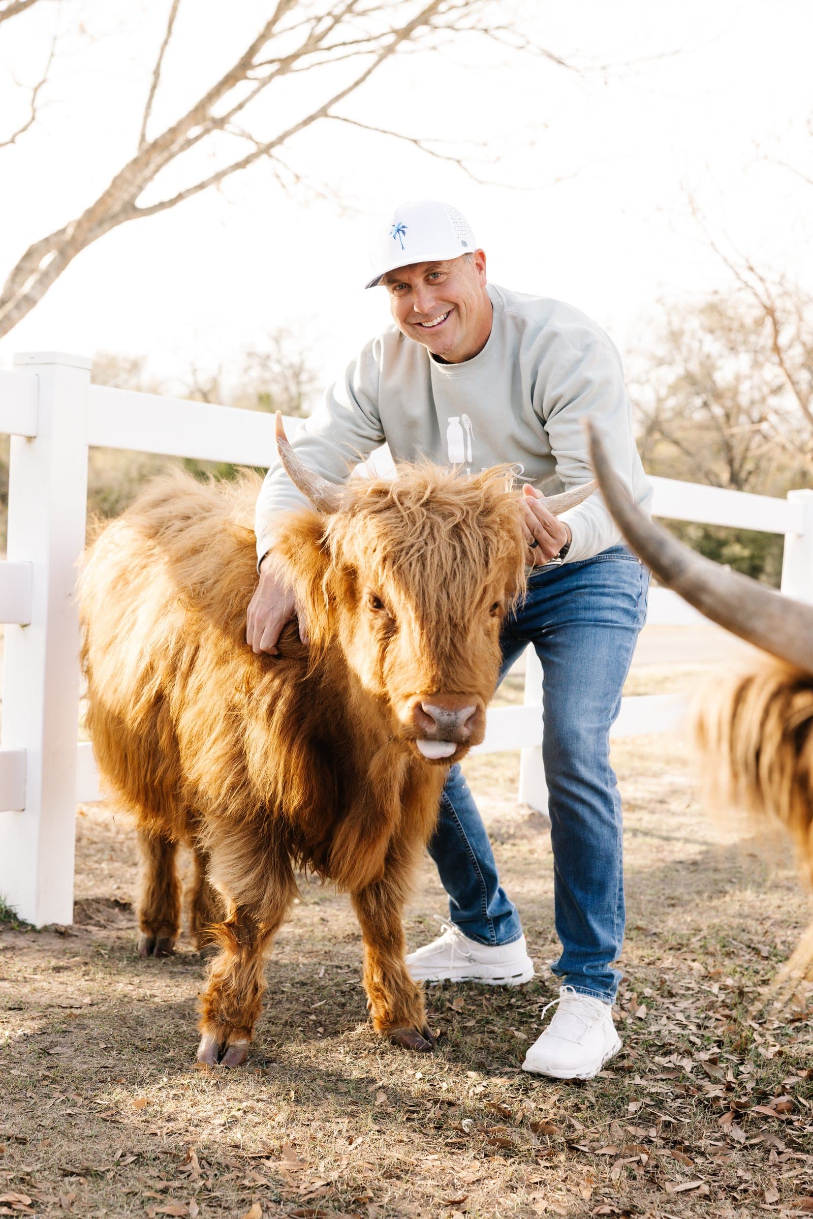 Mini Highland cows at Milk & Honey Ranch