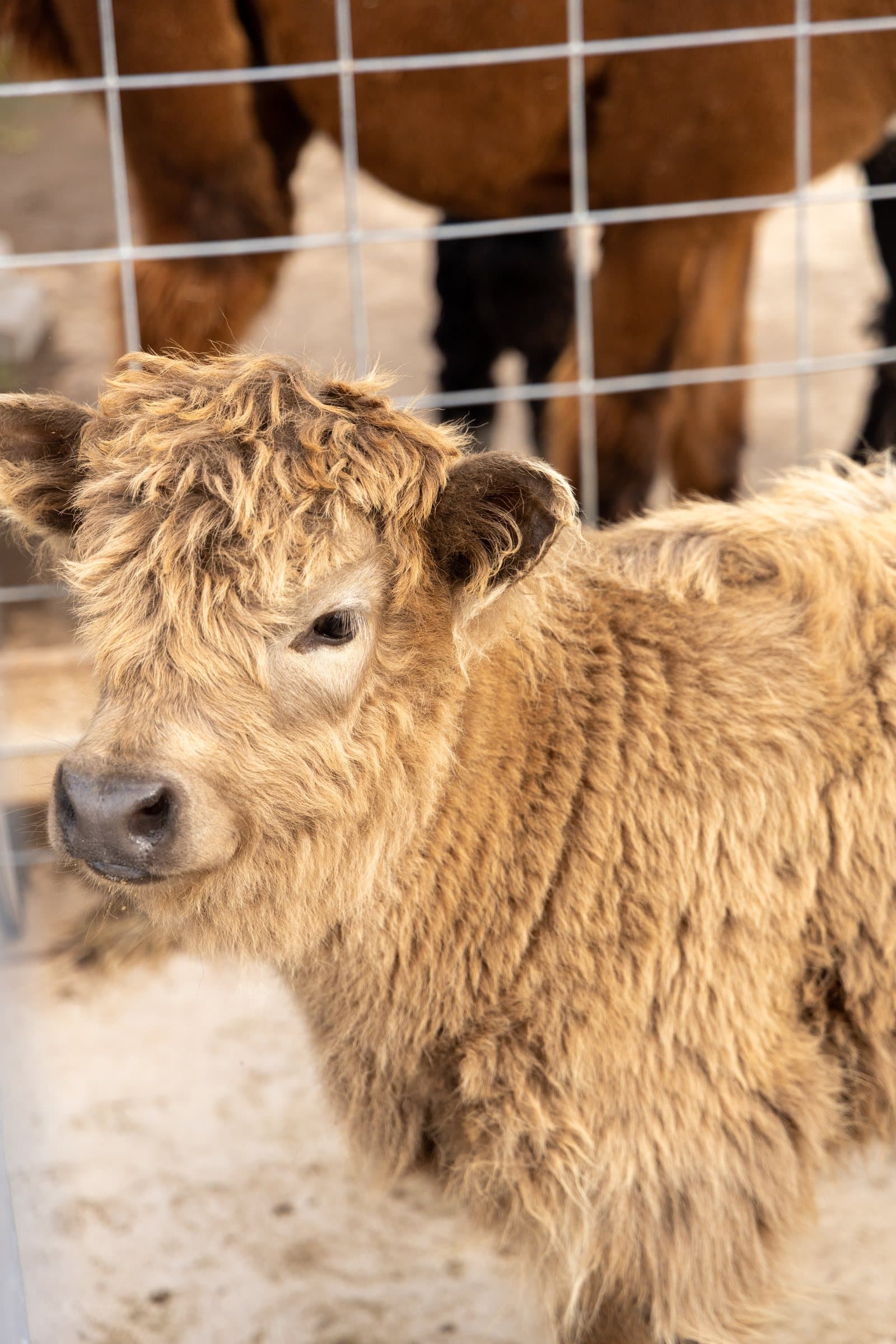 Mini Highland cows