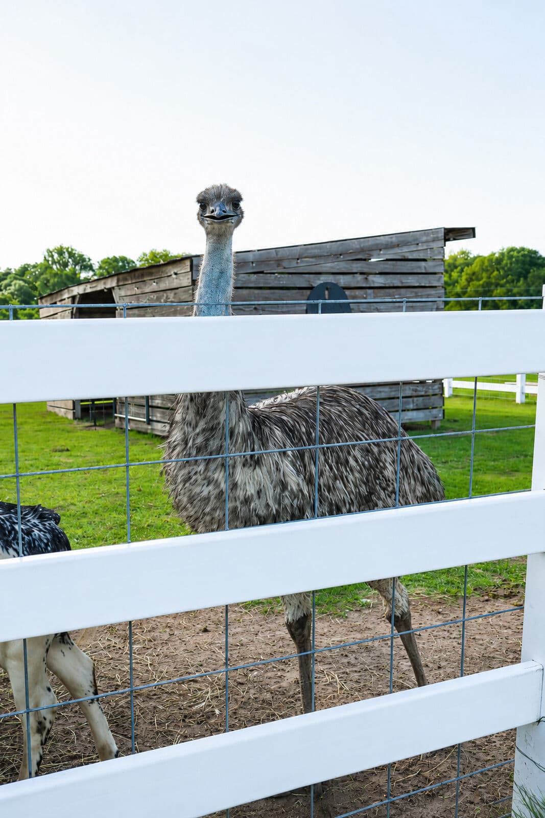 Emus