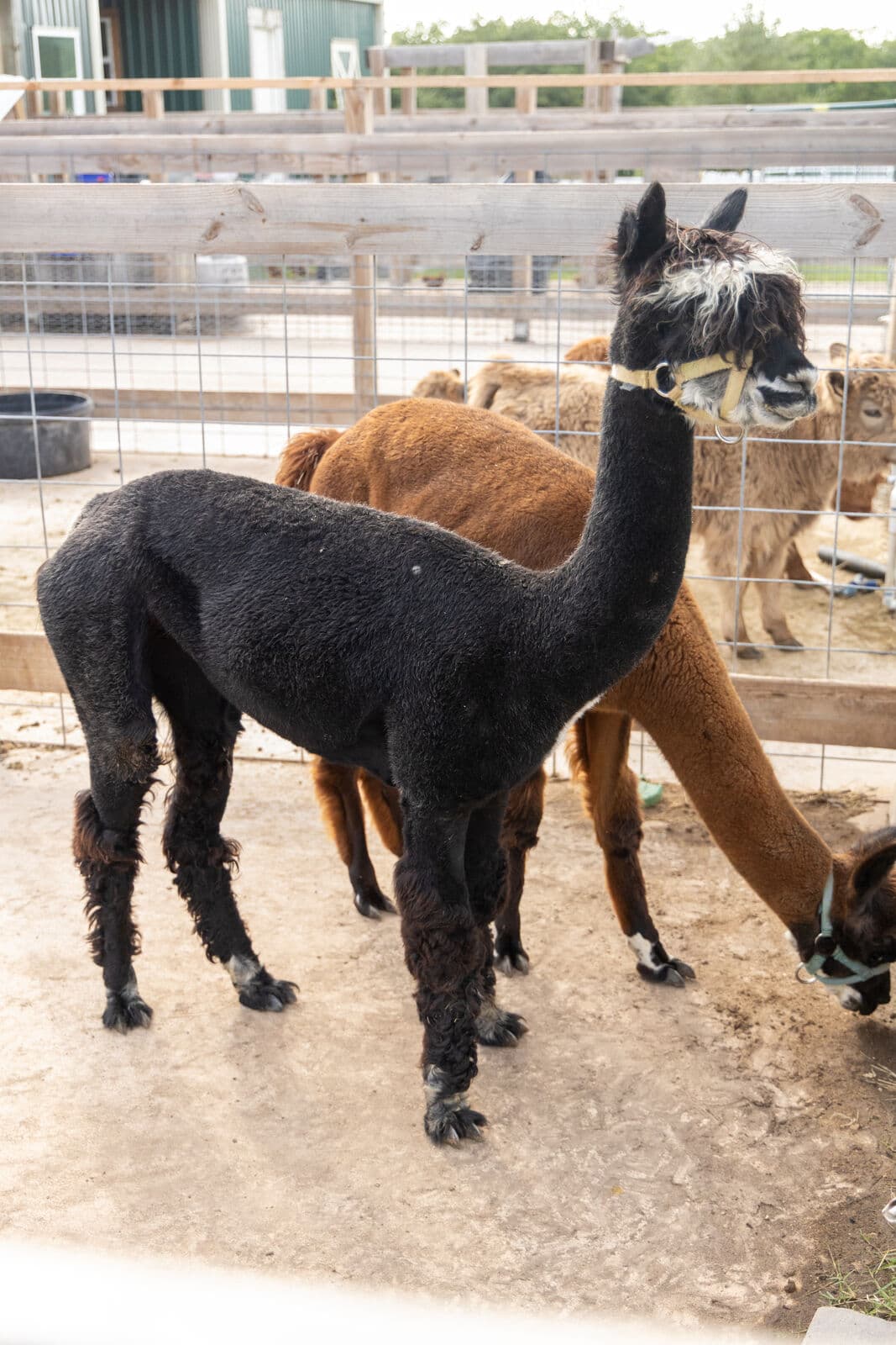 Alpacas