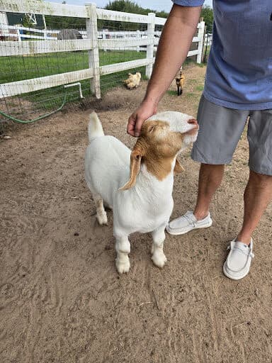 Baby goats