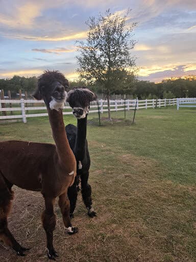 Meeting an alpaca