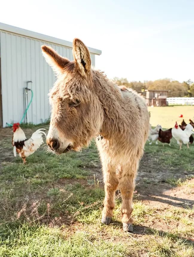 Feed for Animal Encounter