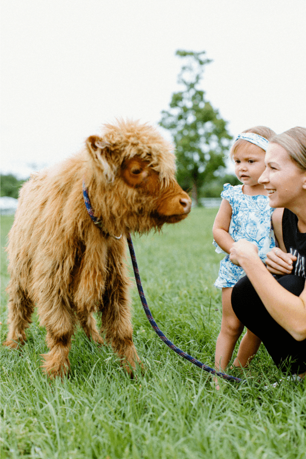 Mini Highland Cow Cuddles