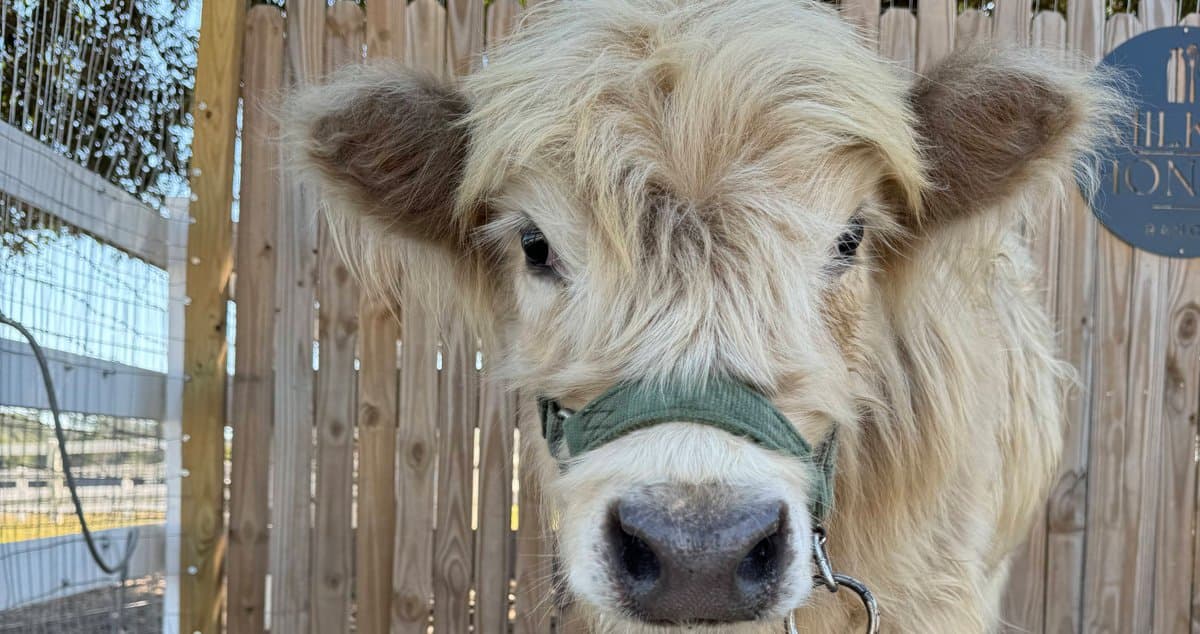 A working farm you can walk right into