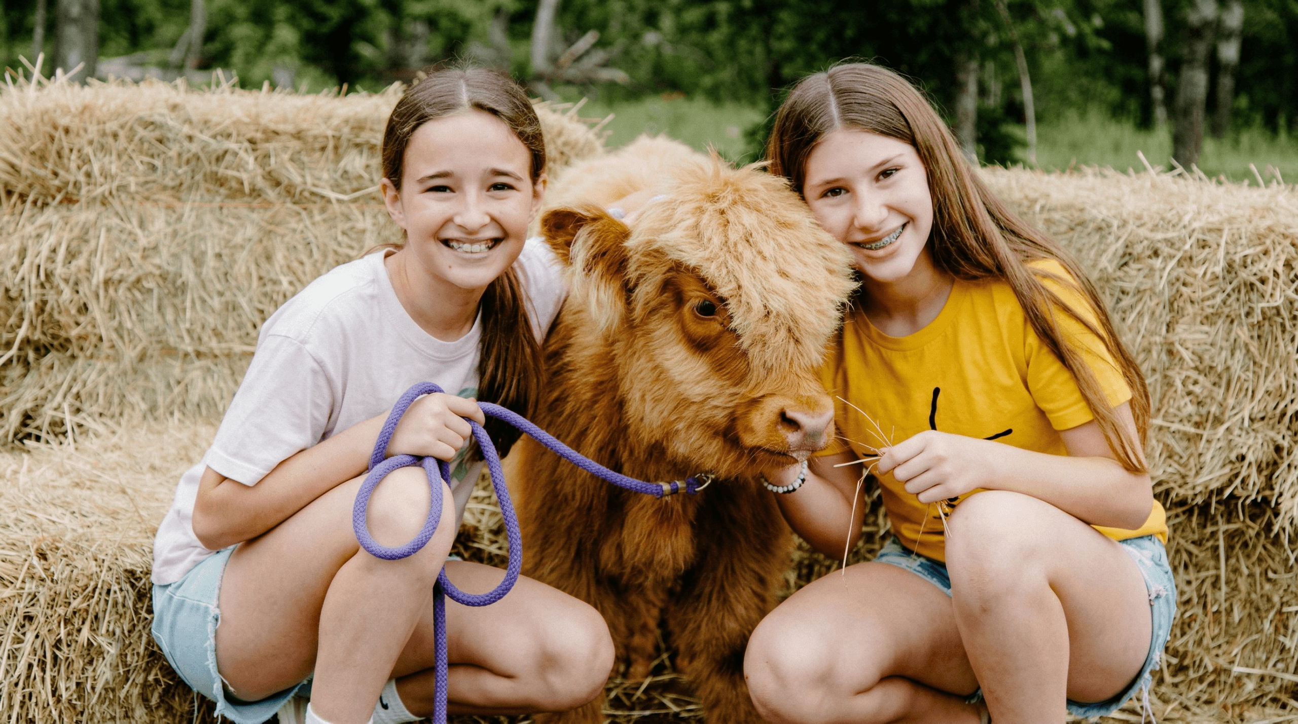 How to Get Free Mini Cow Cuddles in Texas